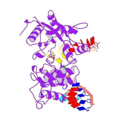 Figure: The crystal structure of TDT in  complex with a DSB substrate and C-G base pair from mouse.